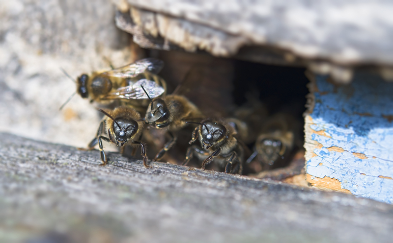 bee hive bee hive