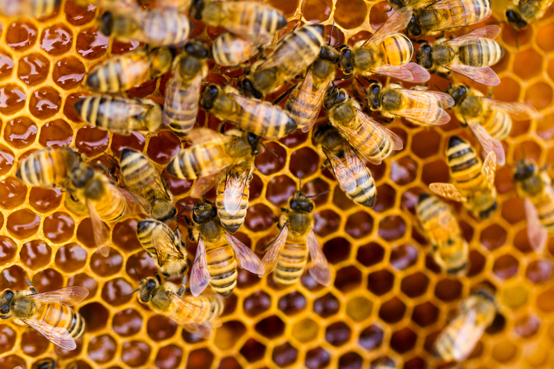 Beekeeping