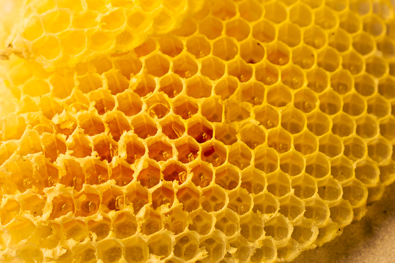 closeup-of-a-honey-bee-on-a-honeycomb-with-hexagon-2024-05-21-19-31-08-utc (1) closeup-of-a-honey-bee-on-a-honeycomb-with-hexagon-2024-05-21-19-31-08-utc (1)