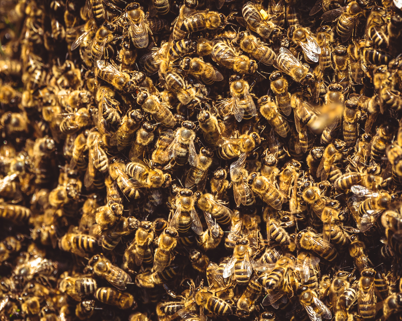 Honeybees swarm around their Queen Honeybees swarm around their Queen