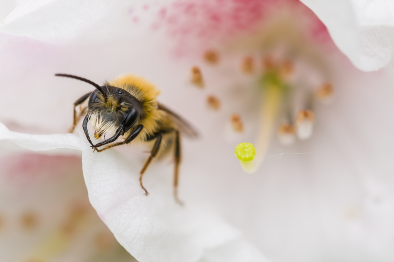 wasp on a flower wasp on a flower